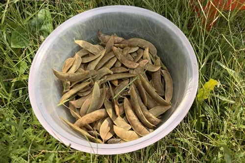 A bowl holding dried bean pods