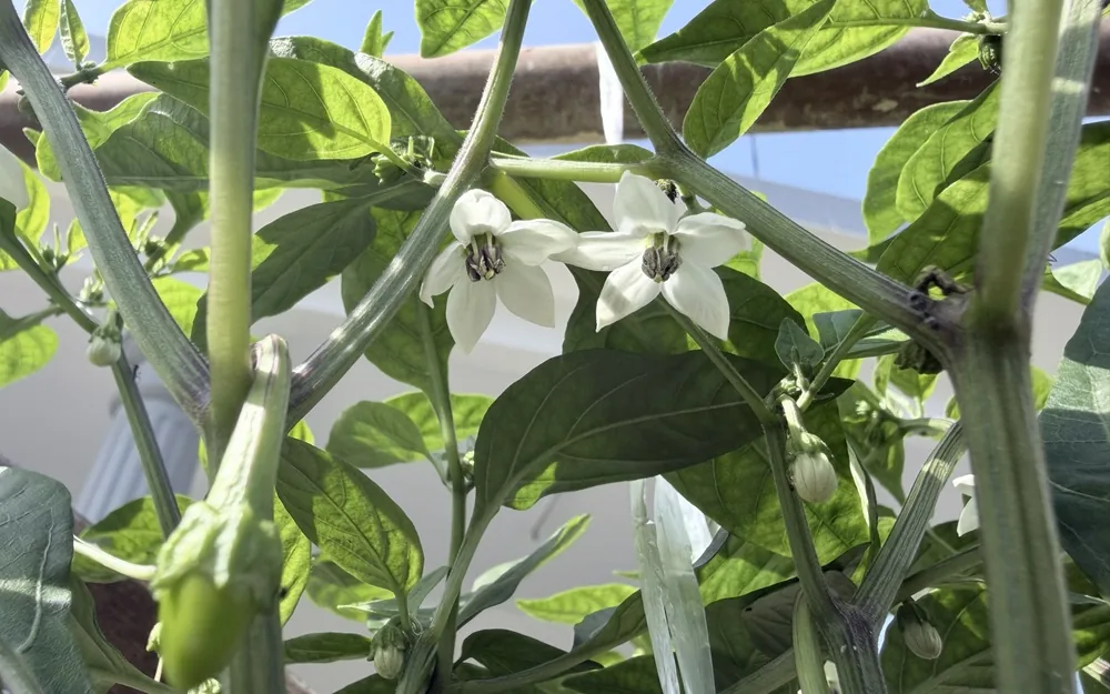 Chilli plants from the Little Plot gallery