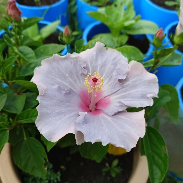 Pale hibiscus flower with a pink centre
