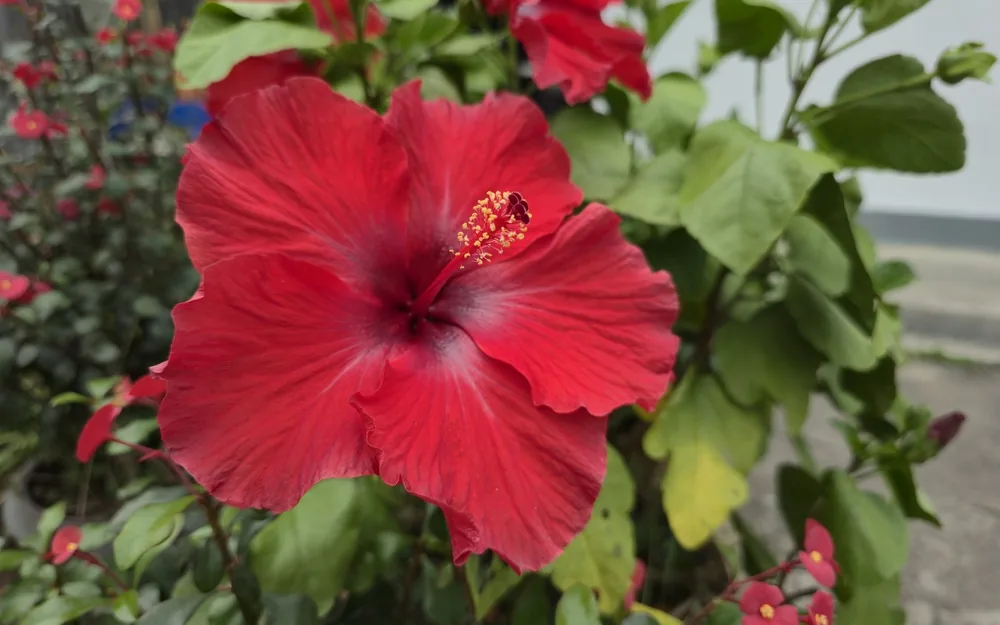 A red hibiscus flower in the garden